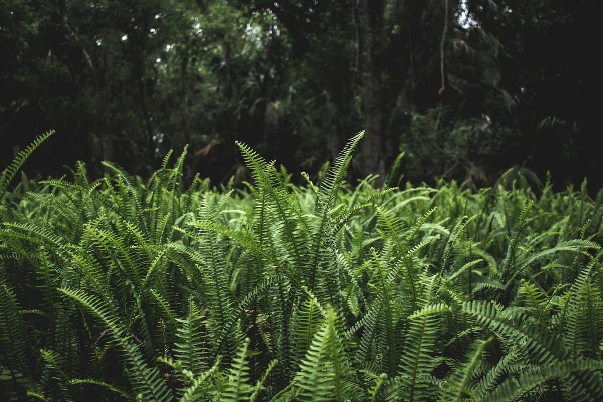 The Unassuming Majesty of Ferns: A Pacific Northwest Perspective