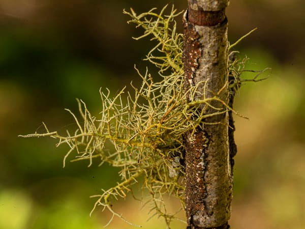 The Wonders of Lichen in Washington