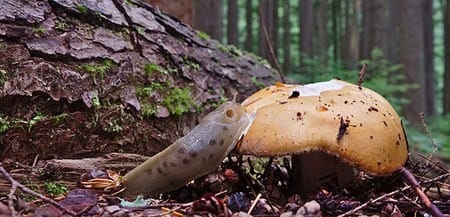 The Banana Slug: A Slimy, Yet Vital, Resident of Washington's Forests