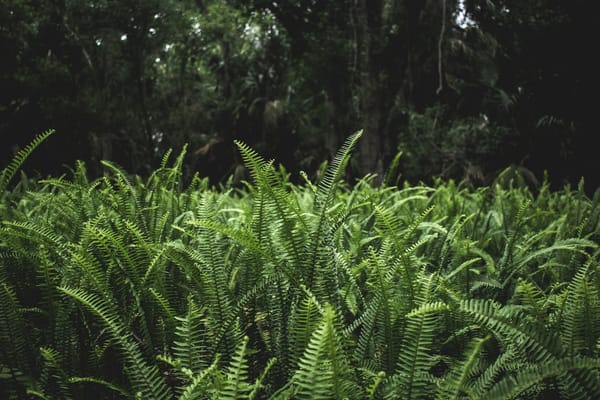 The Unassuming Majesty of Ferns: A Pacific Northwest Perspective